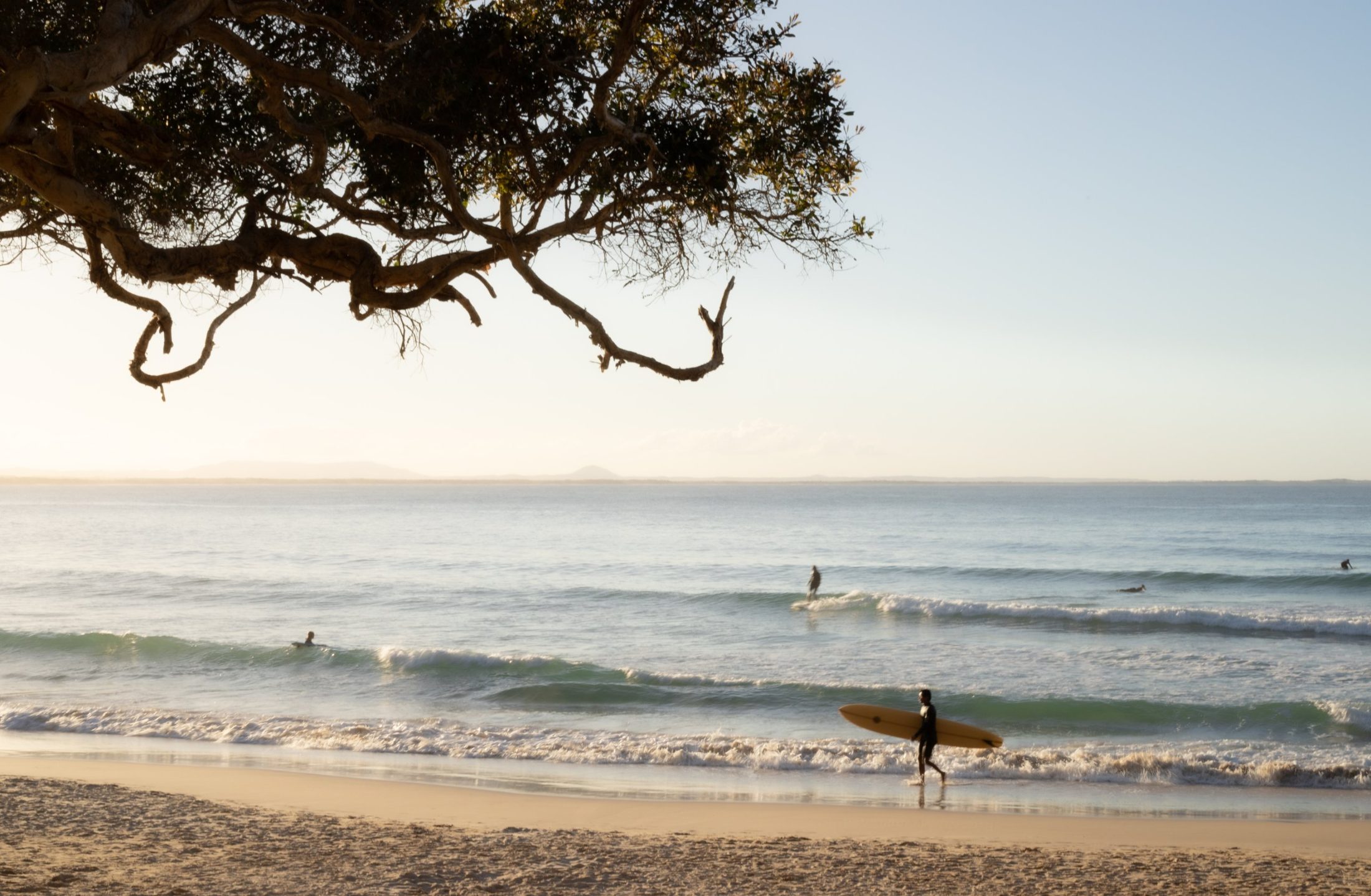 A surfer walking the shoreline with a yellow longboard at golden hour, framed by an overhanging coastal tree